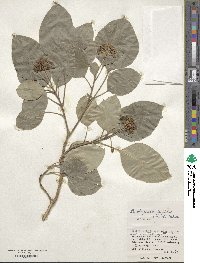 Dendropanax trifidus image