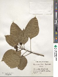 Dendropanax trifidus image