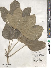 Dendropanax trifidus image