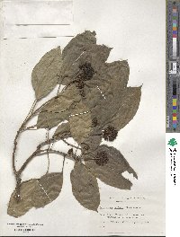 Dendropanax trifidus image