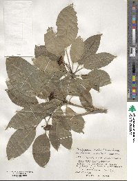 Dendropanax trifidus image