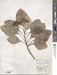 Dendropanax trifidus image