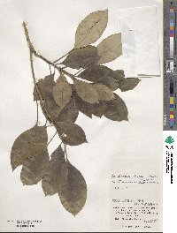 Dendropanax trifidus image