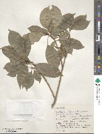 Dendropanax trifidus image