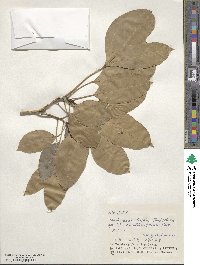 Dendropanax trifidus image