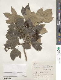 Dendropanax trifidus image