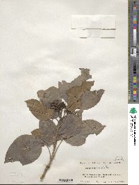 Dendropanax trifidus image