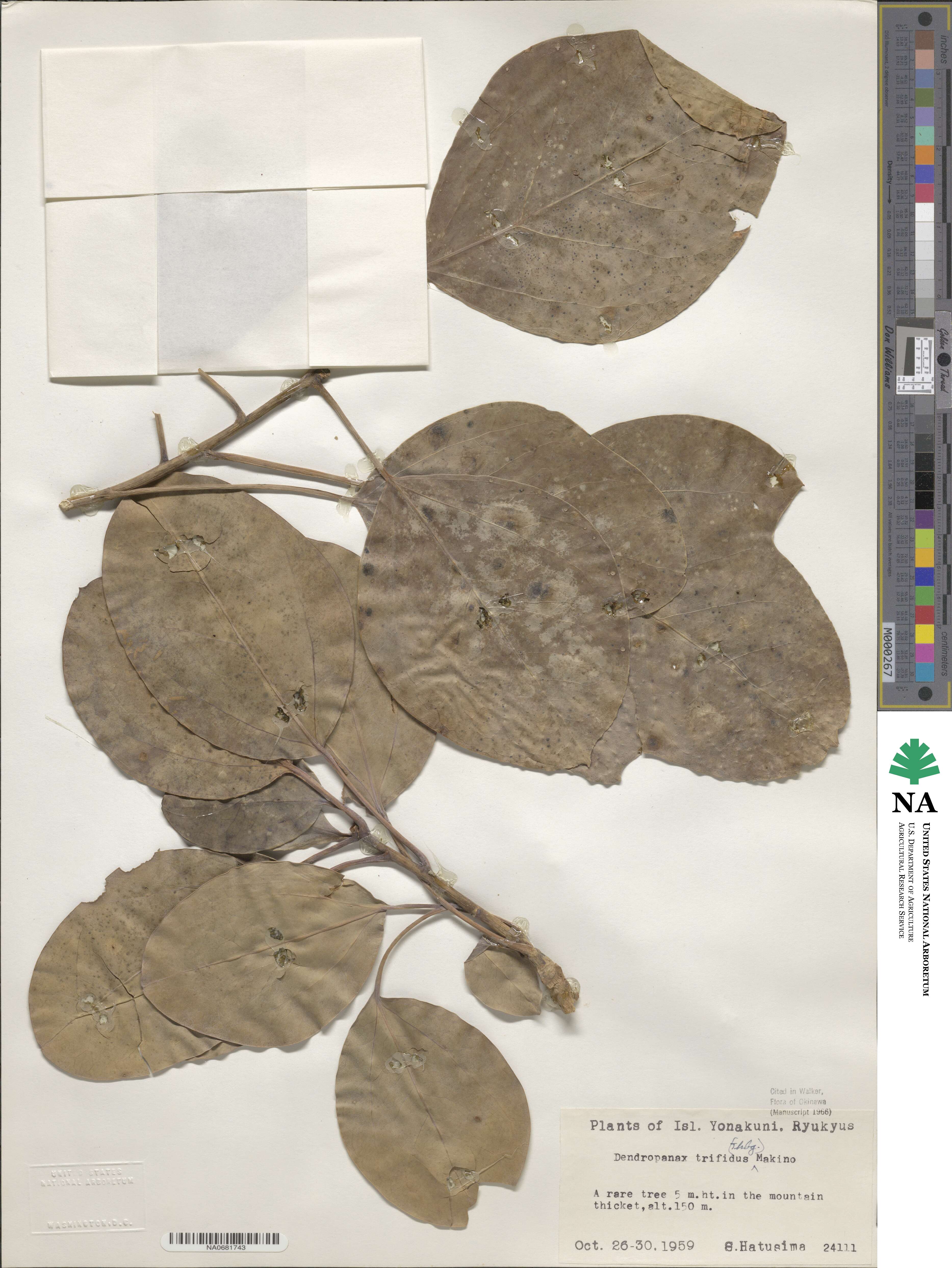 Dendropanax image