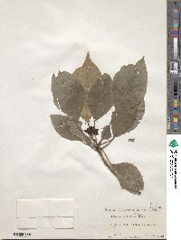 Dendropanax trifidus image