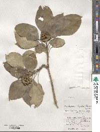 Dendropanax trifidus image