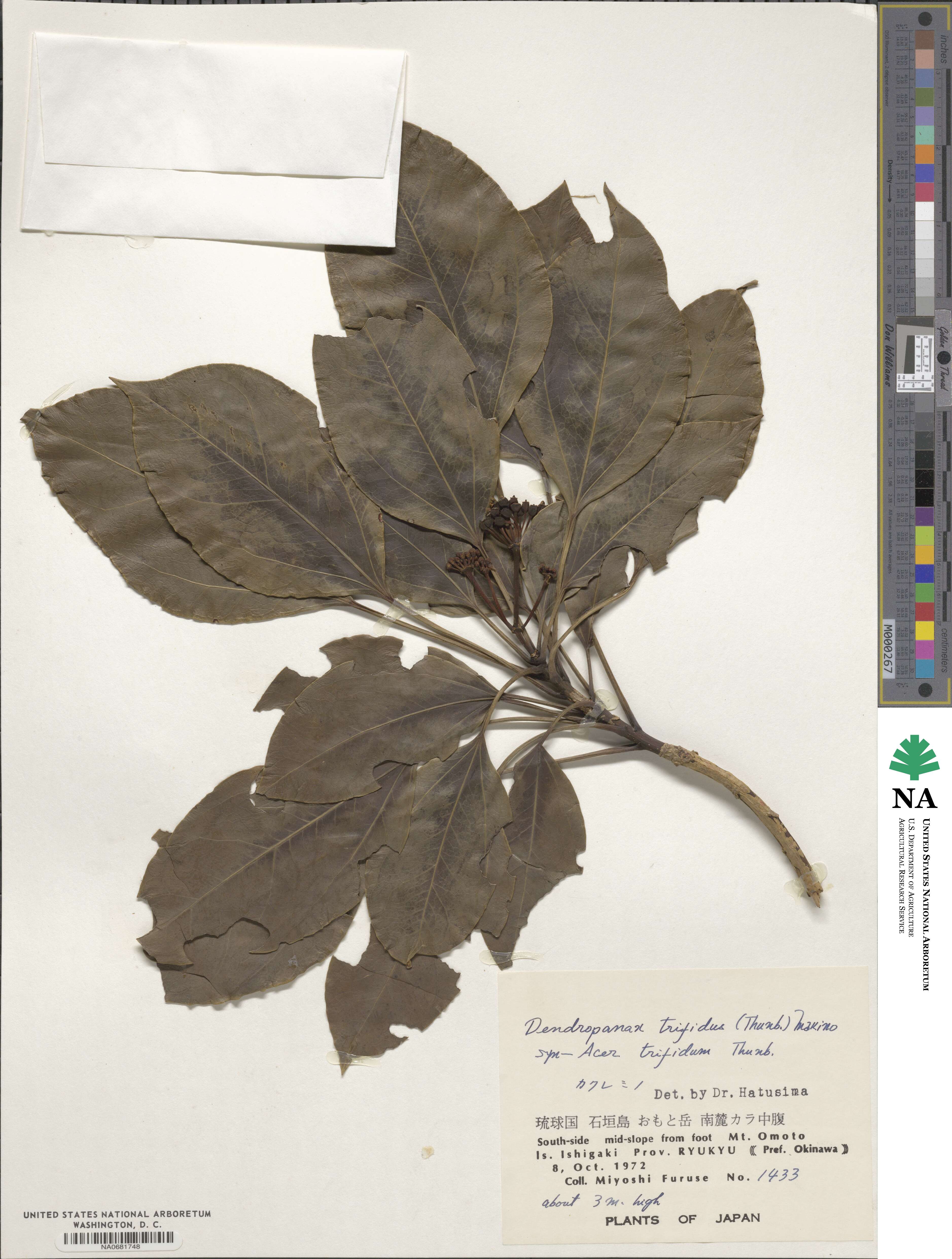 Dendropanax trifidus image