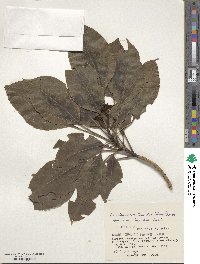 Dendropanax trifidus image