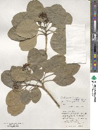 Dendropanax trifidus image