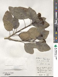 Dendropanax trifidus image