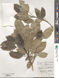 Dendropanax trifidus image