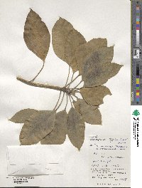 Dendropanax trifidus image