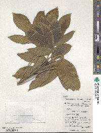 Dendropanax trifidus image