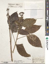 Dendropanax arboreus image