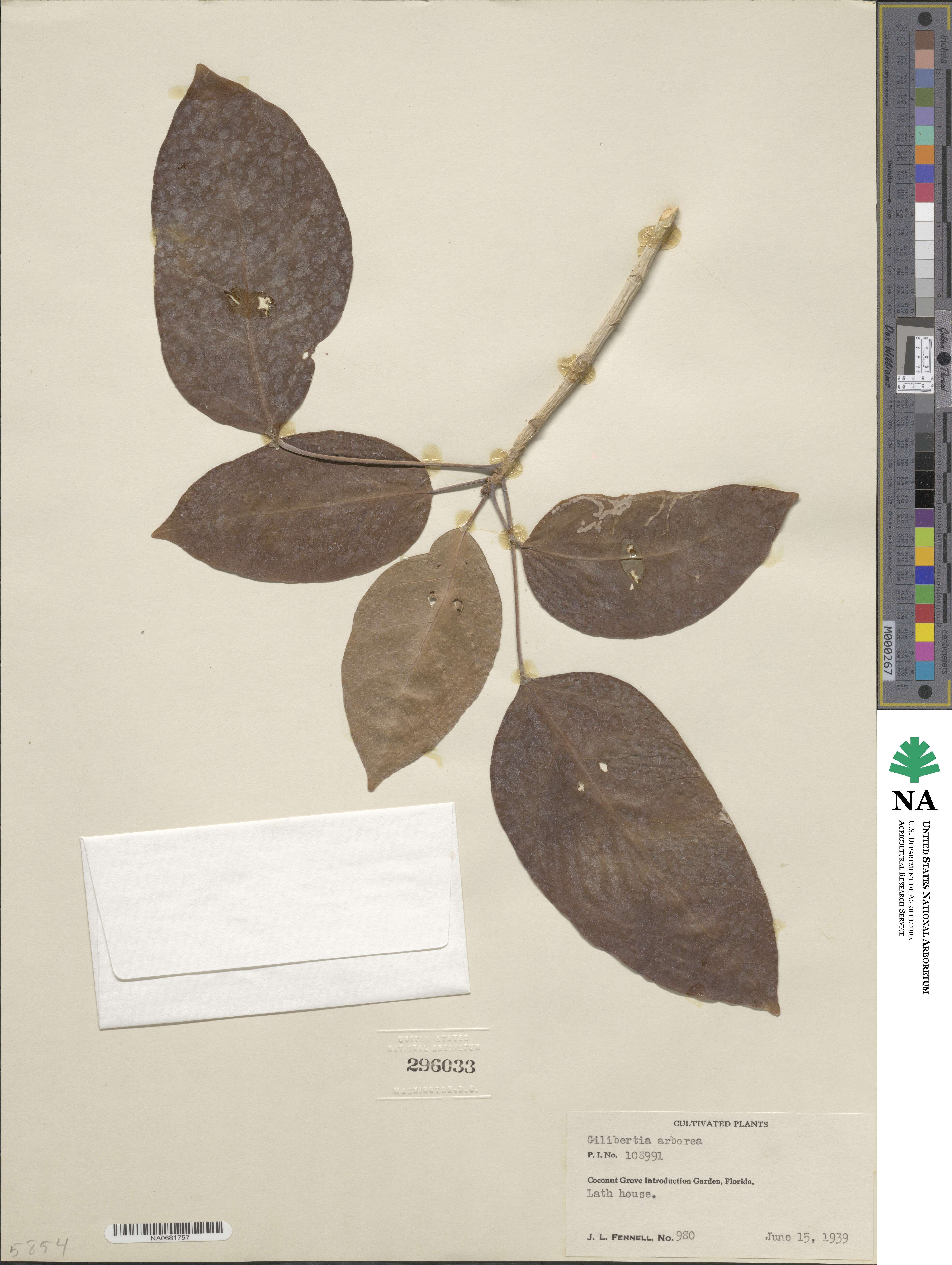 Dendropanax arboreus image