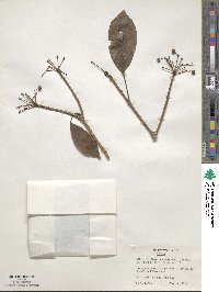 Dendropanax cuneatus image