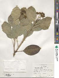 Dendropanax trifidus image