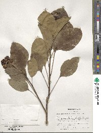 Dendropanax trifidus image