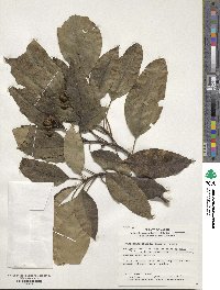 Dendropanax trifidus image