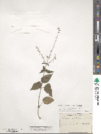 Circaea lutetiana image