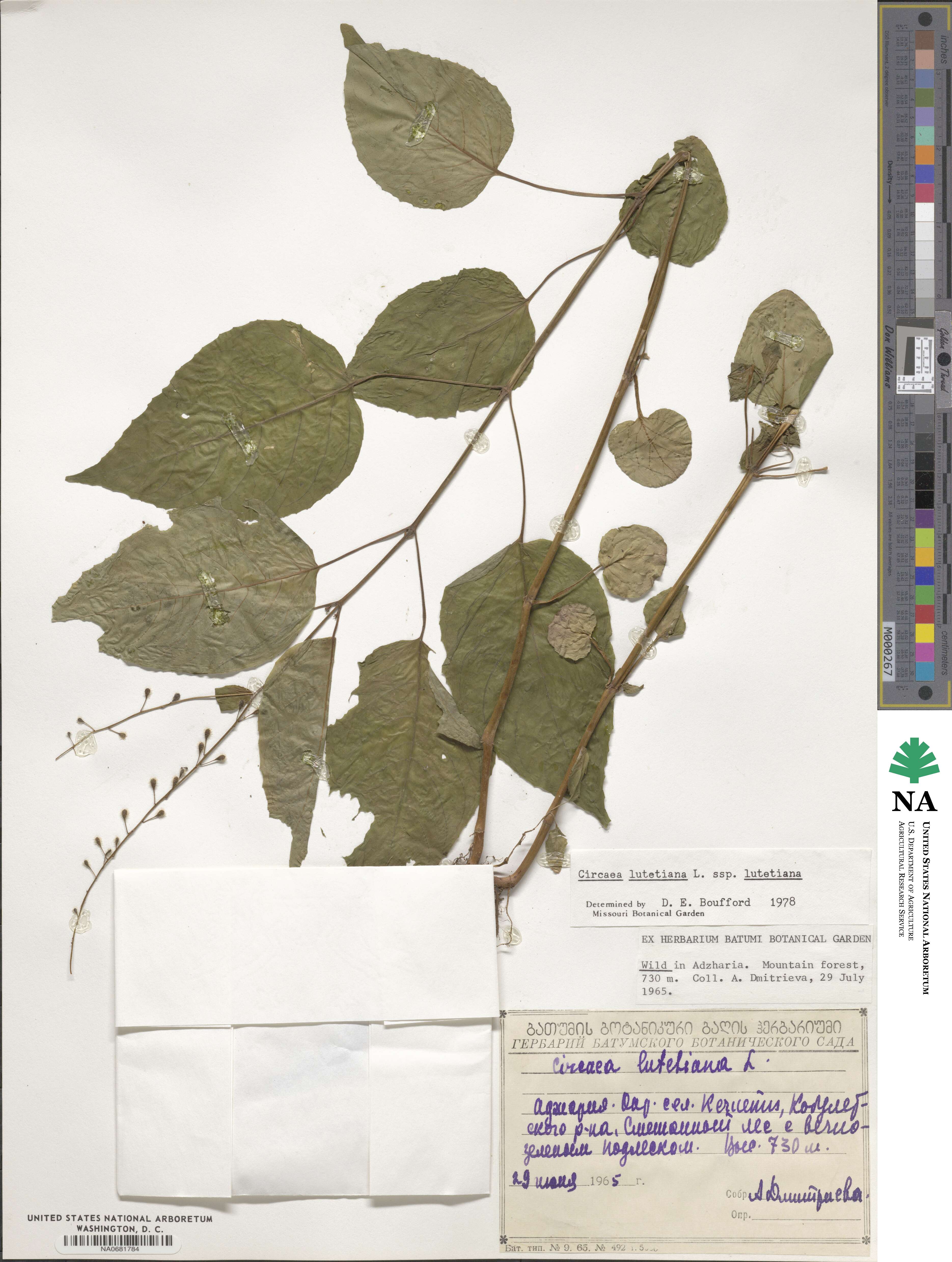 Circaea lutetiana image