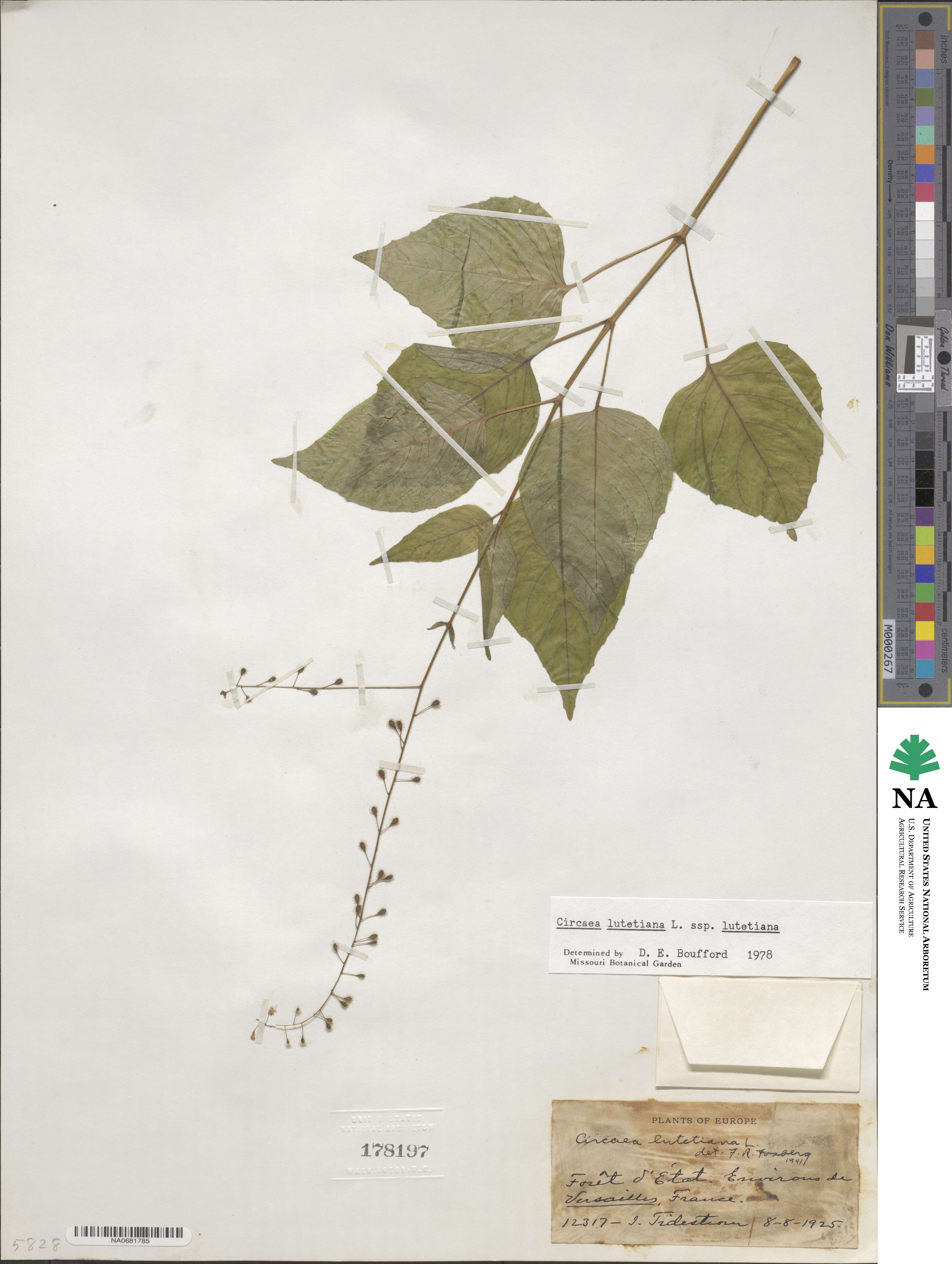 Circaea lutetiana image