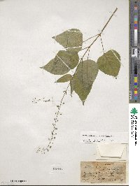 Circaea lutetiana image