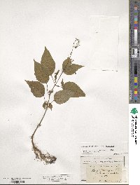 Circaea lutetiana image