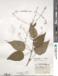 Circaea lutetiana image