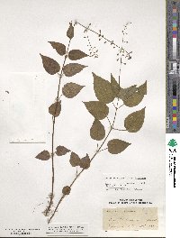 Circaea lutetiana image