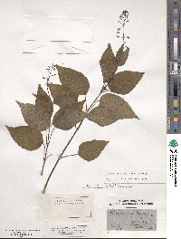 Circaea lutetiana image