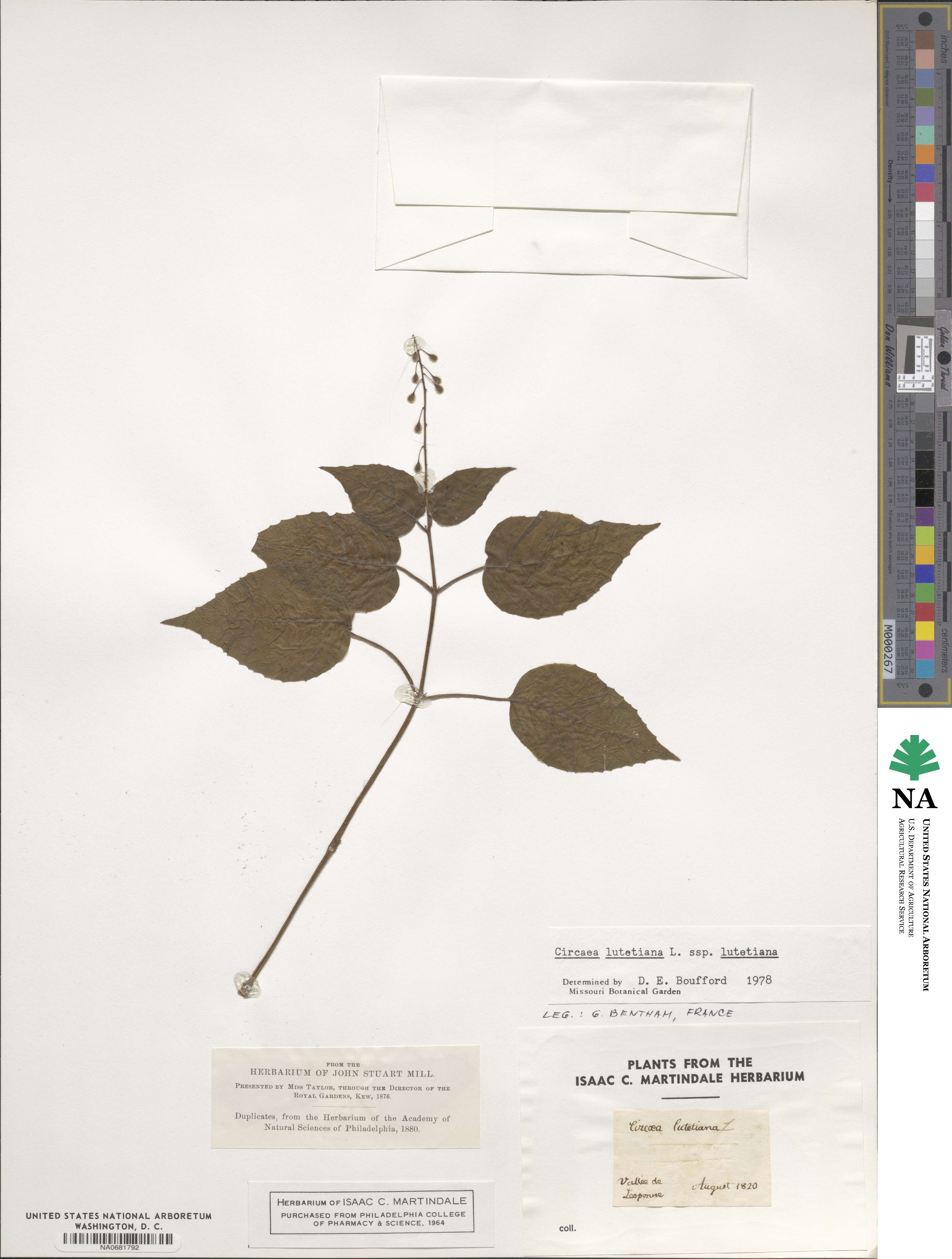Circaea lutetiana image