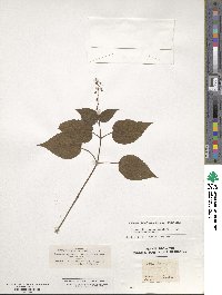 Circaea lutetiana image