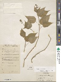 Image of Circaea cordata