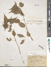 Circaea cordata image