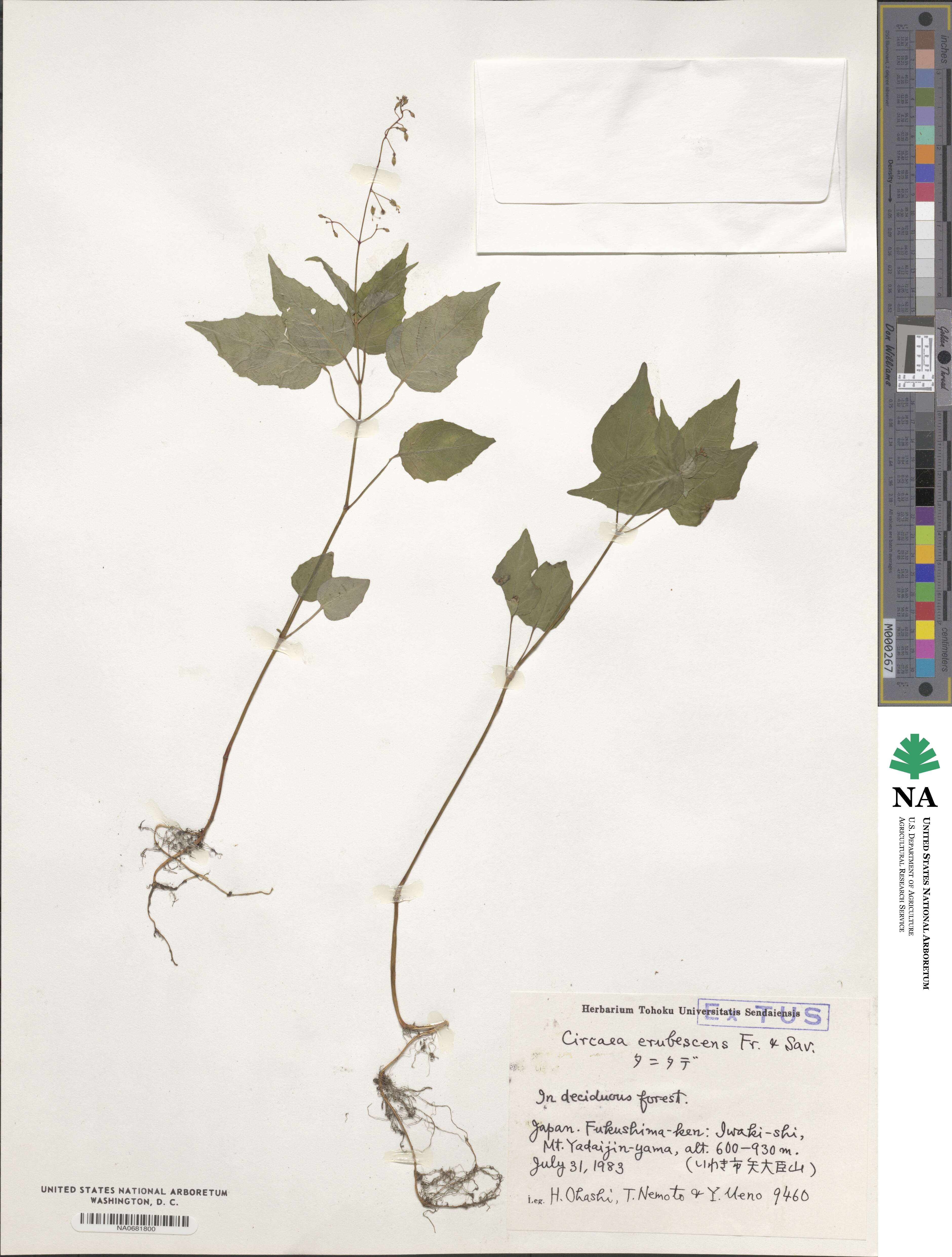 Circaea erubescens image