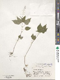 Circaea erubescens image