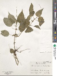 Circaea erubescens image