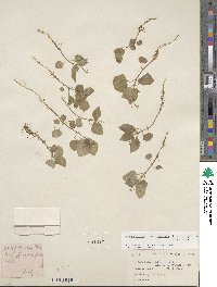 Circaea alpina subsp. imaicola image