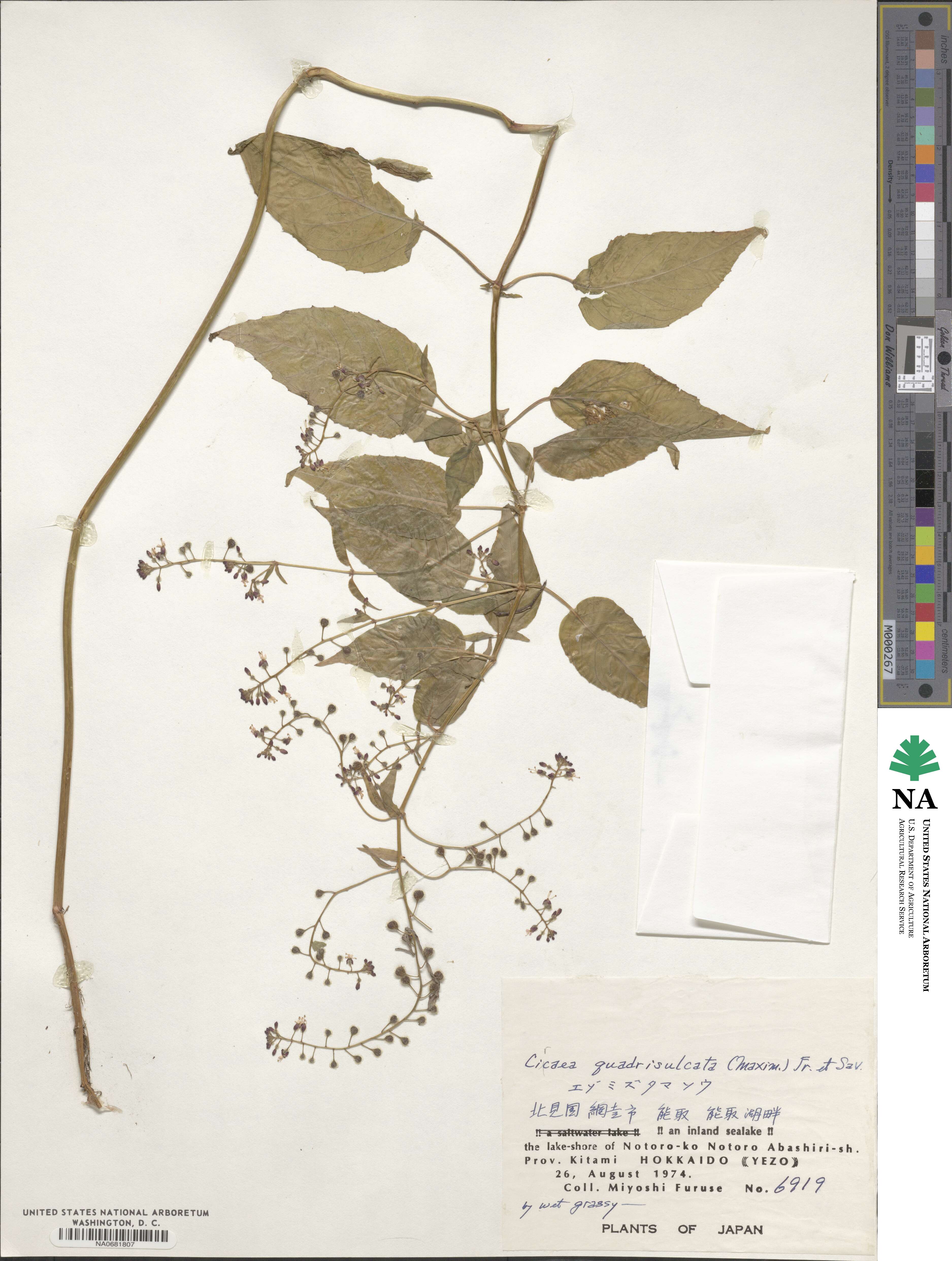 Circaea canadensis subsp. quadrisulcata image