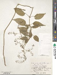 Circaea canadensis image