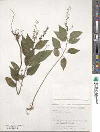 Circaea mollis image