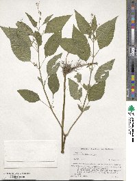 Circaea mollis image