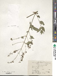 Circaea mollis image