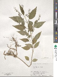 Circaea mollis image