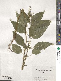 Circaea mollis image